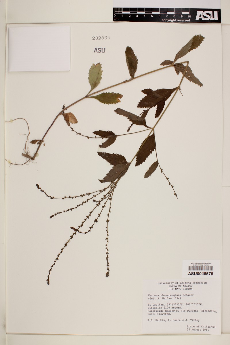 Ehrenberg's Vervain photo 4