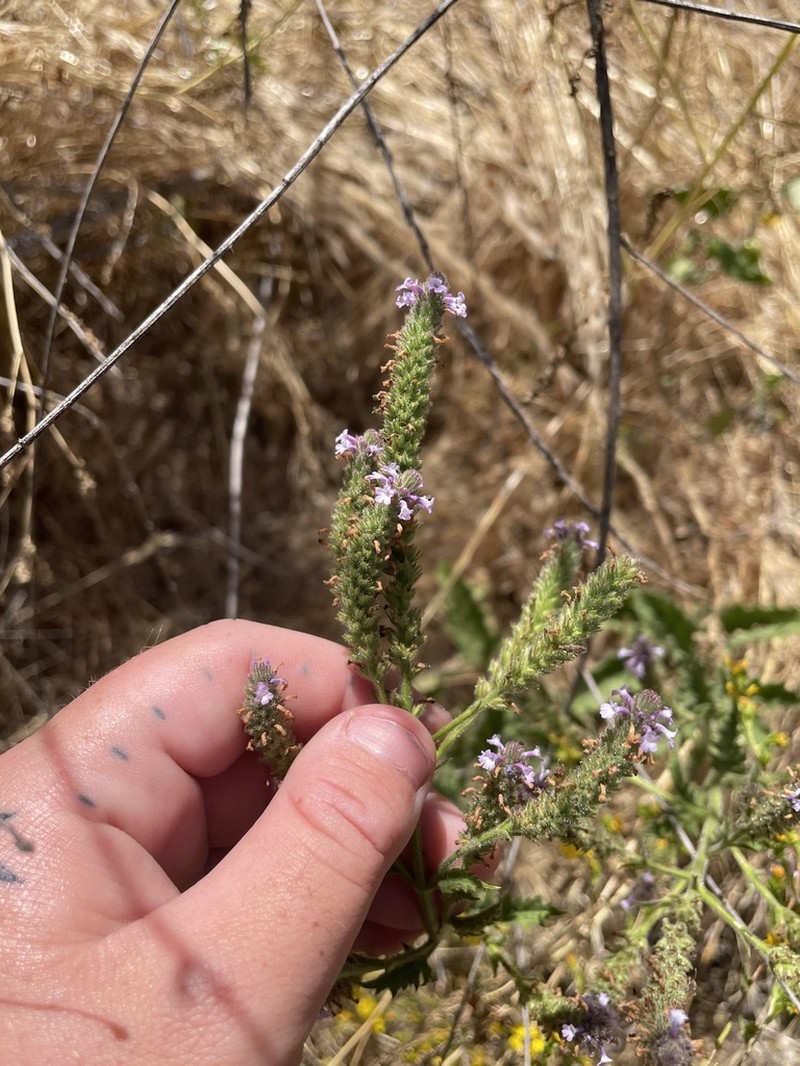 Verbena gemmea