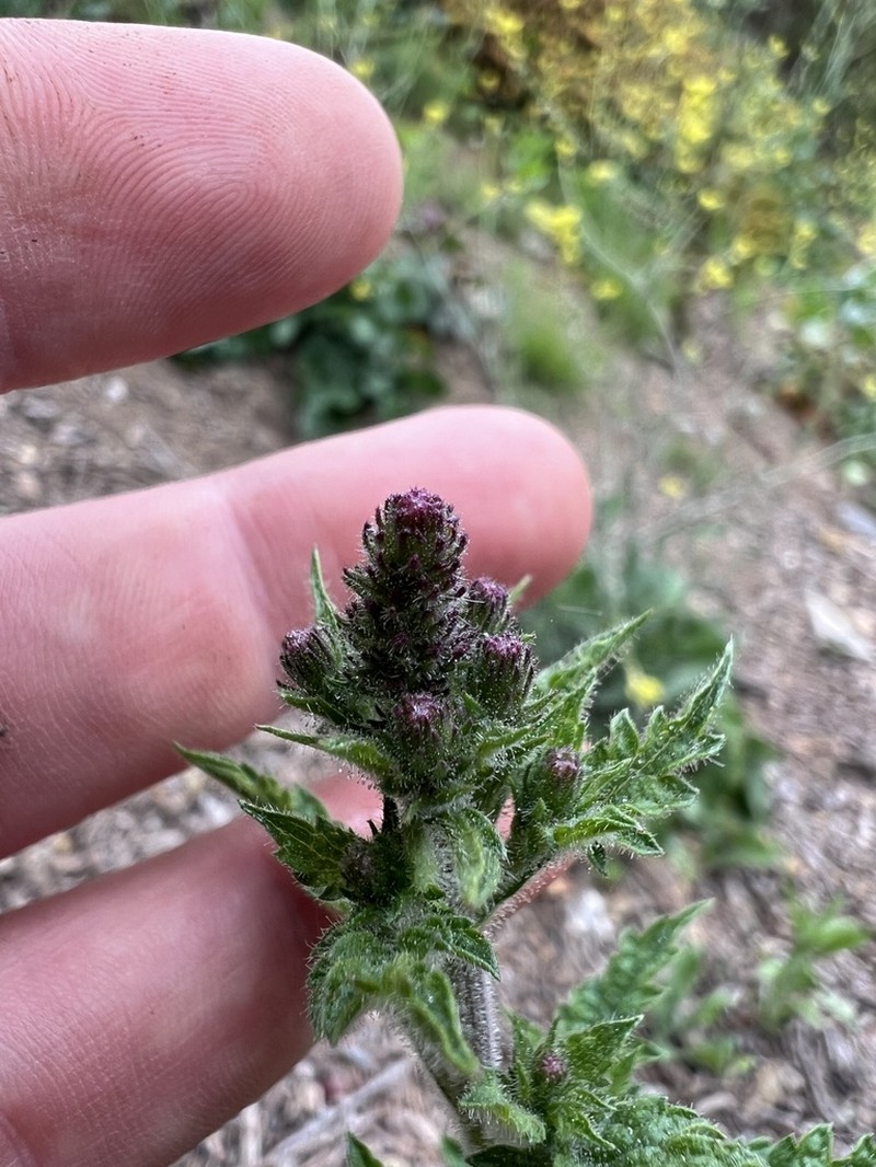 Verbena gemmea photo 2