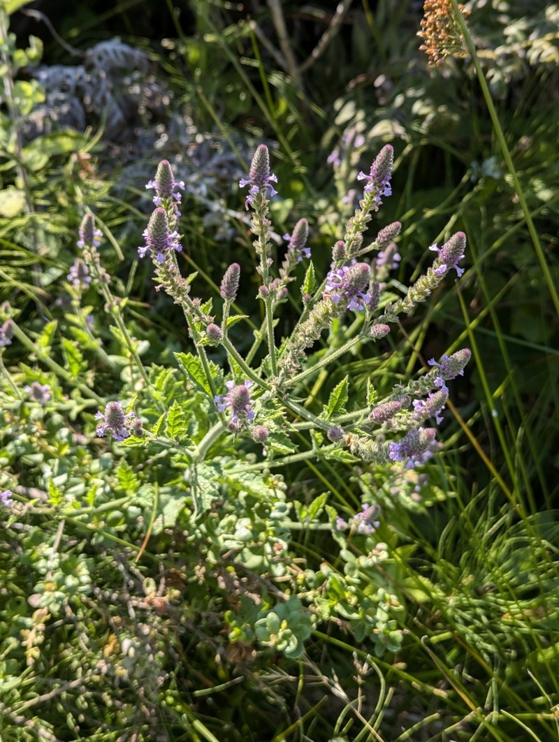 Verbena gemmea photo 3