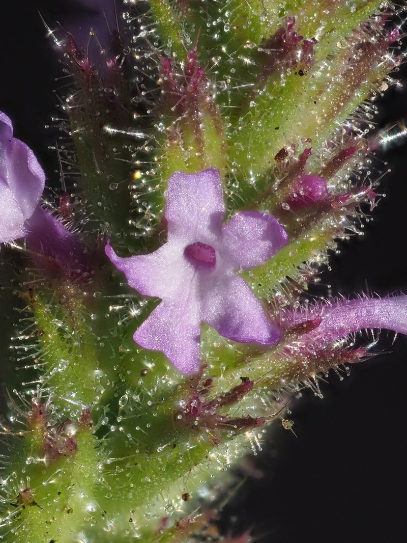 Verbena gemmea photo 4