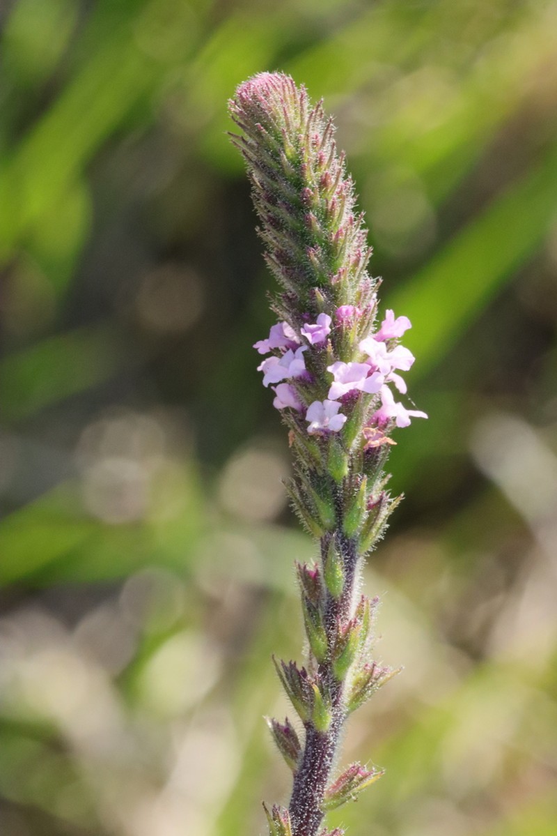 Verbena gemmea photo 5