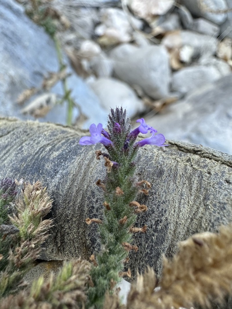 Verbena gemmea photo 6
