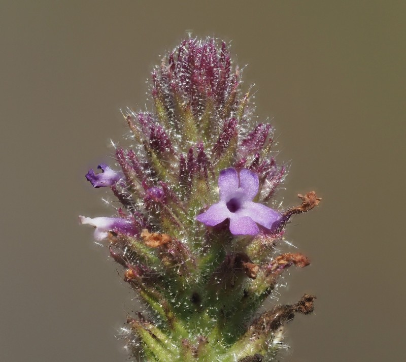 Verbena gemmea photo 7