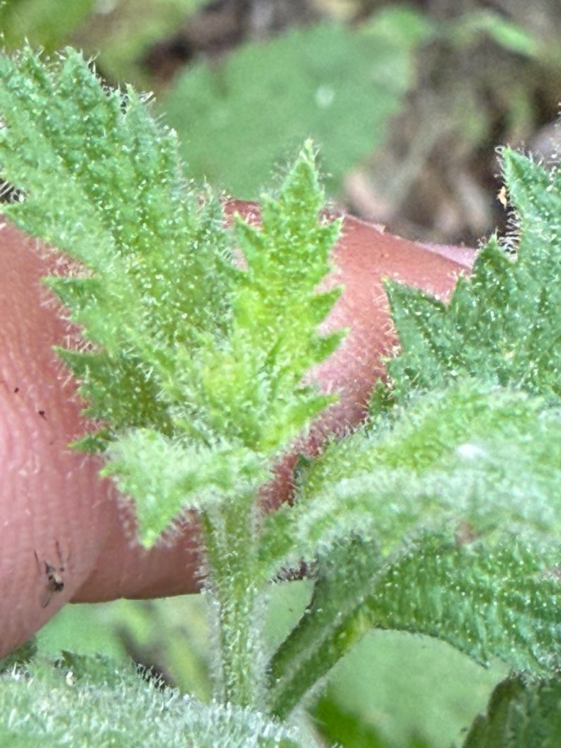 Verbena gemmea photo 8