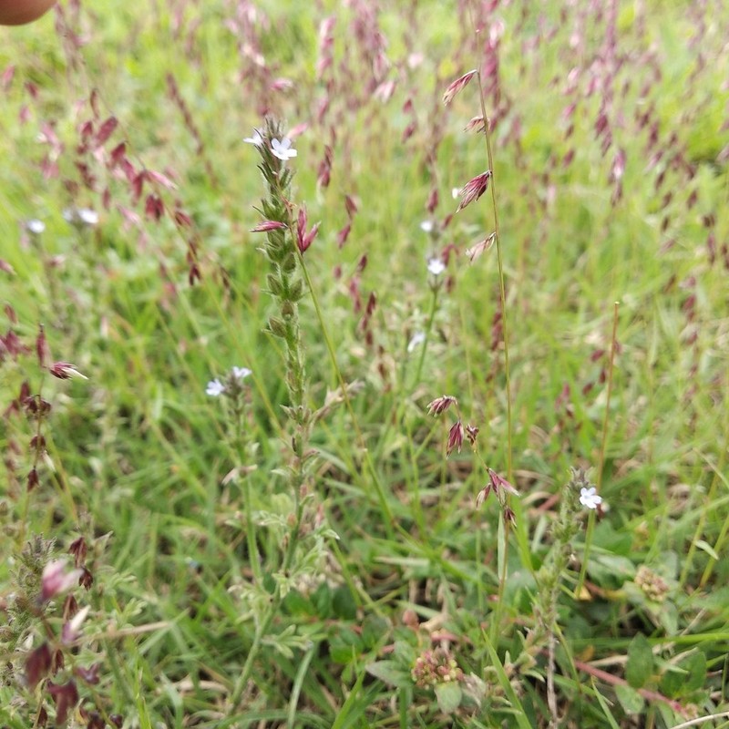 Fort Huachuca Vervain