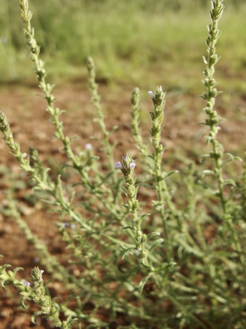 Fort Huachuca Vervain photo 2