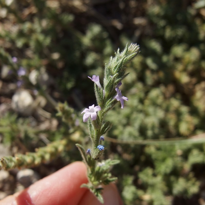 Fort Huachuca Vervain photo 3
