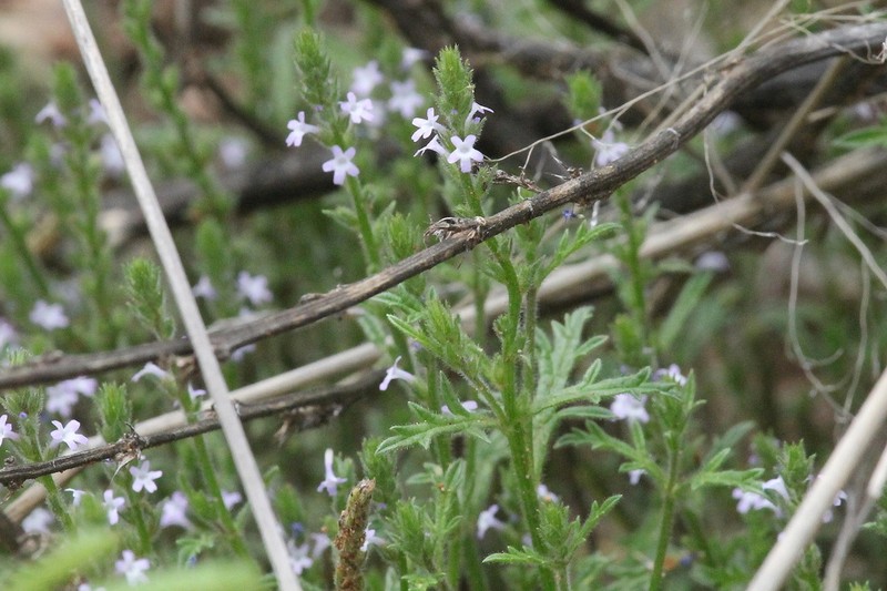 Fort Huachuca Vervain photo 4