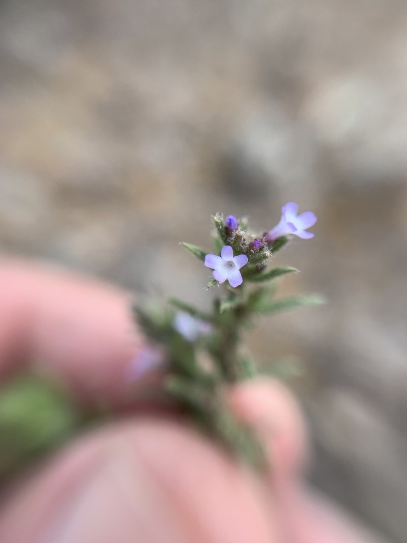Fort Huachuca Vervain photo 5