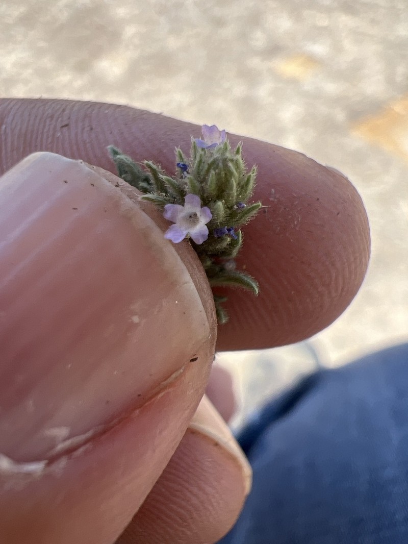 Fort Huachuca Vervain photo 6