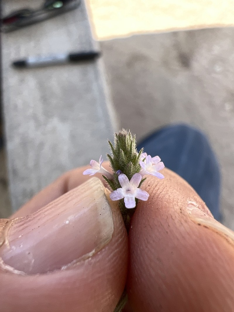 Fort Huachuca Vervain photo 7