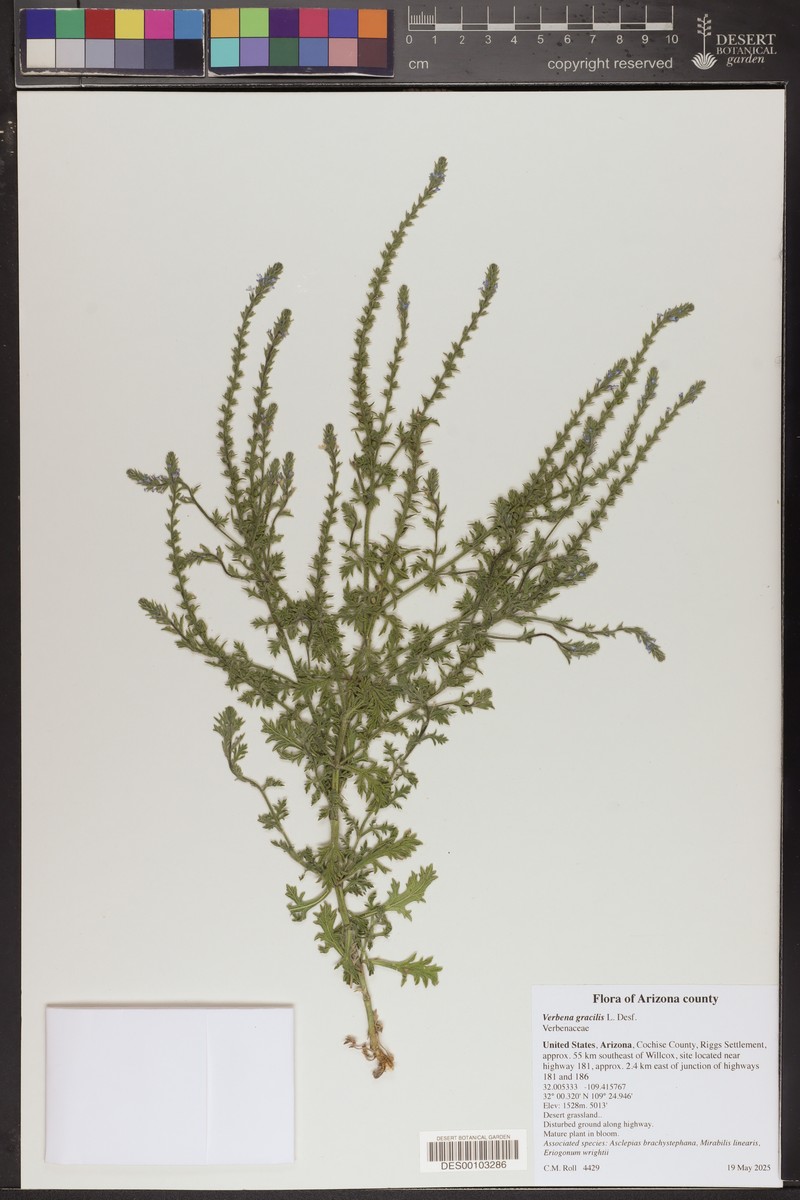 Fort Huachuca Vervain photo 8