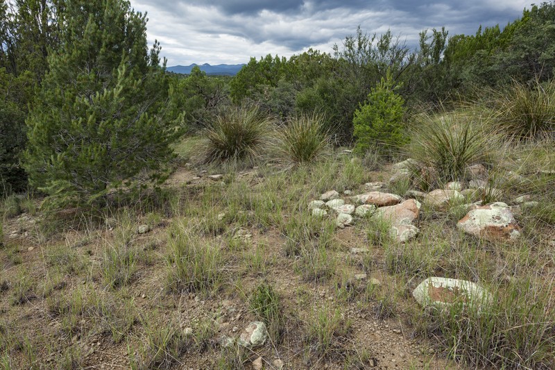 Fort Huachuca Vervain