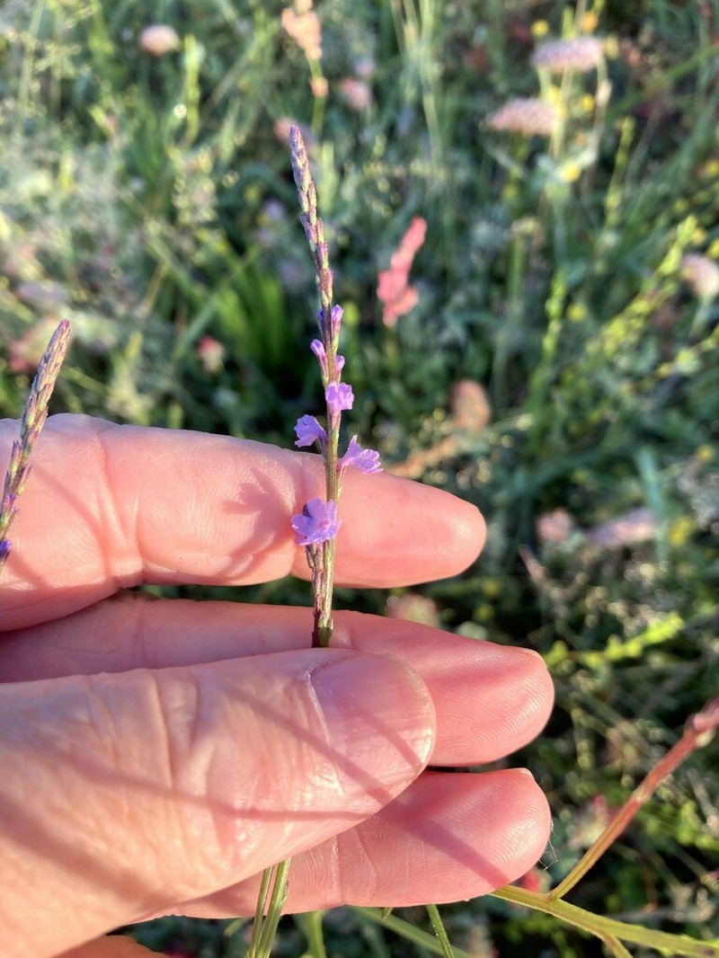Texas Vervain photo 3
