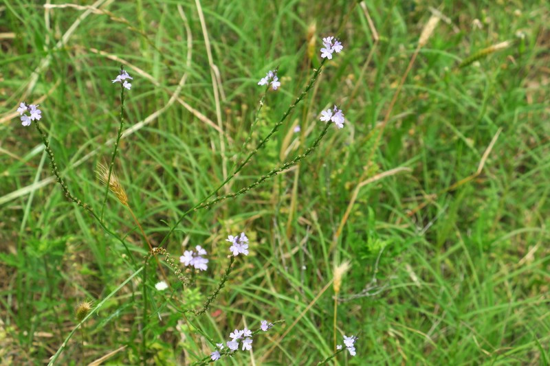 Texas Vervain photo 4