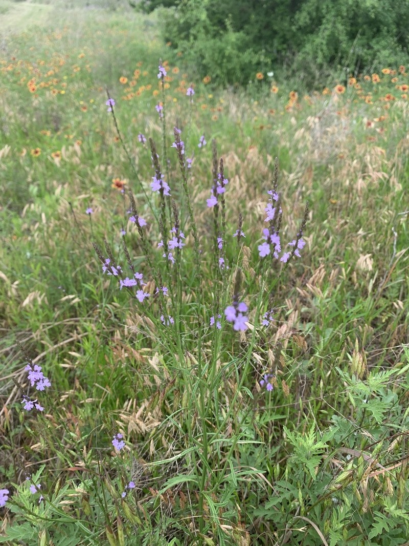 Texas Vervain photo 5