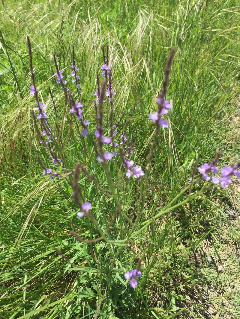 Texas Vervain photo 6