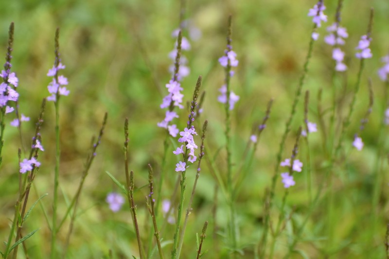 Texas Vervain photo 7