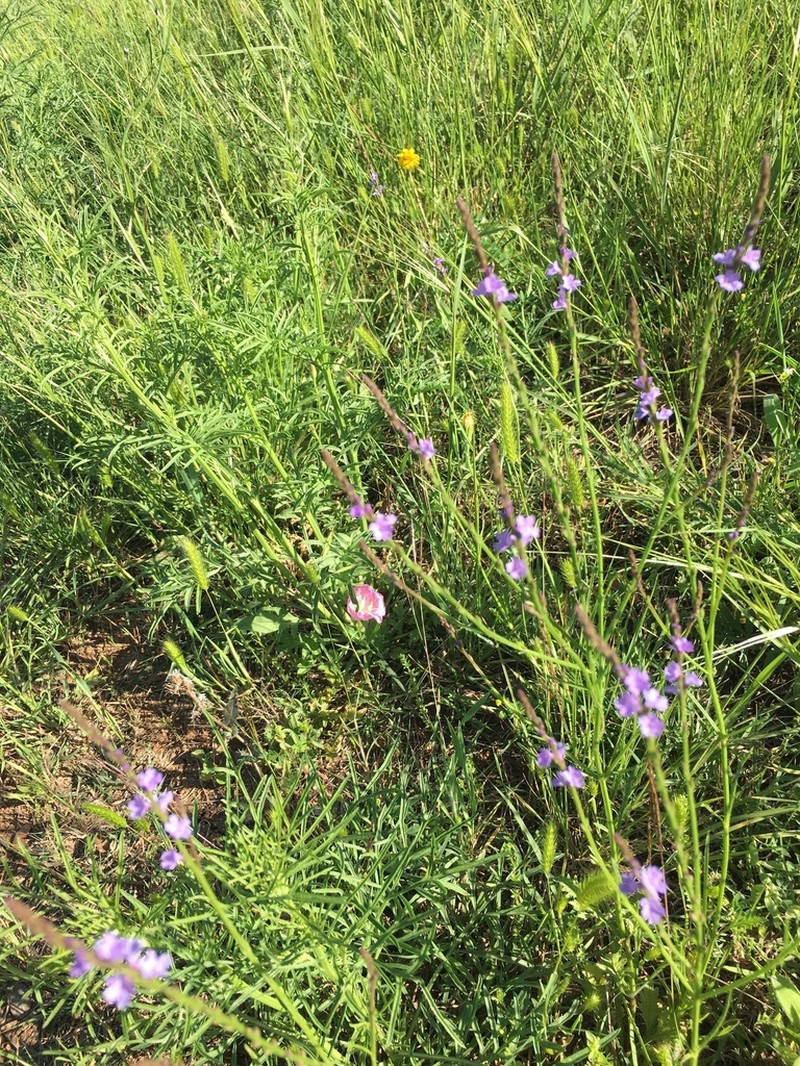 Texas Vervain photo 8