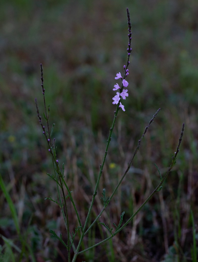Texas Vervain photo 2