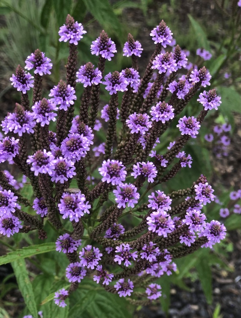 Swamp Verbena photo 2
