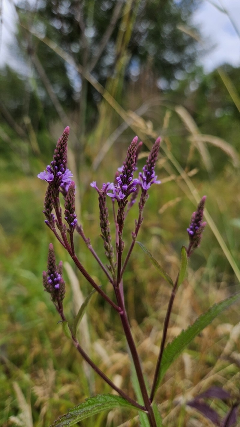 Swamp Verbena photo 3