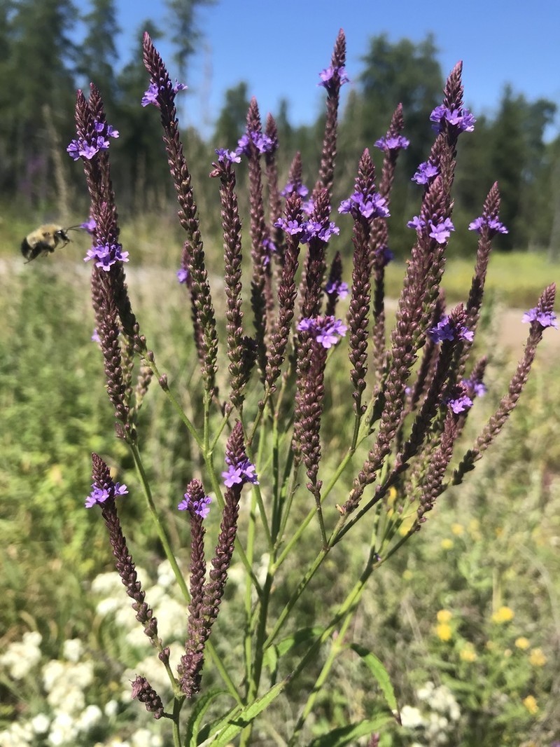 Swamp Verbena photo 4