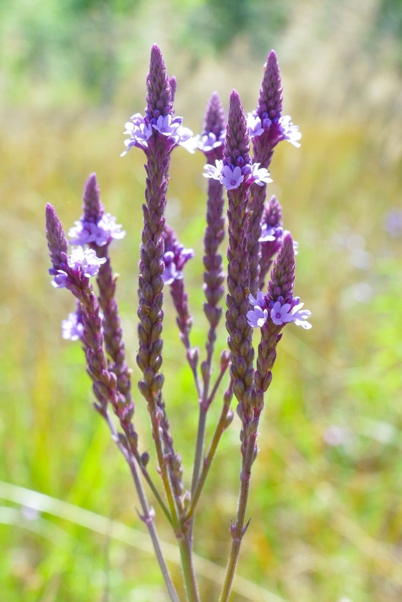 Swamp Verbena photo 5