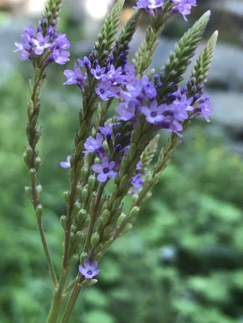 Swamp Verbena photo 6