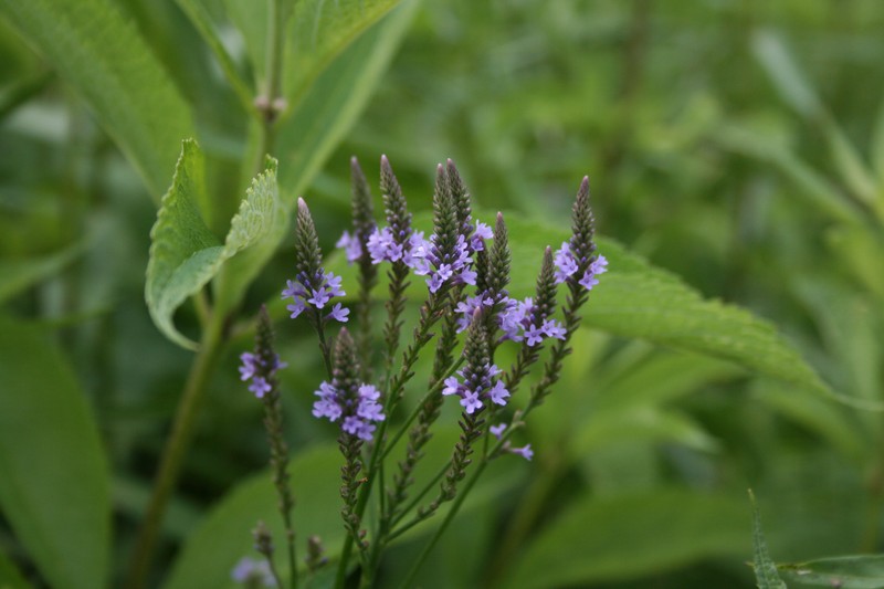 Swamp Verbena