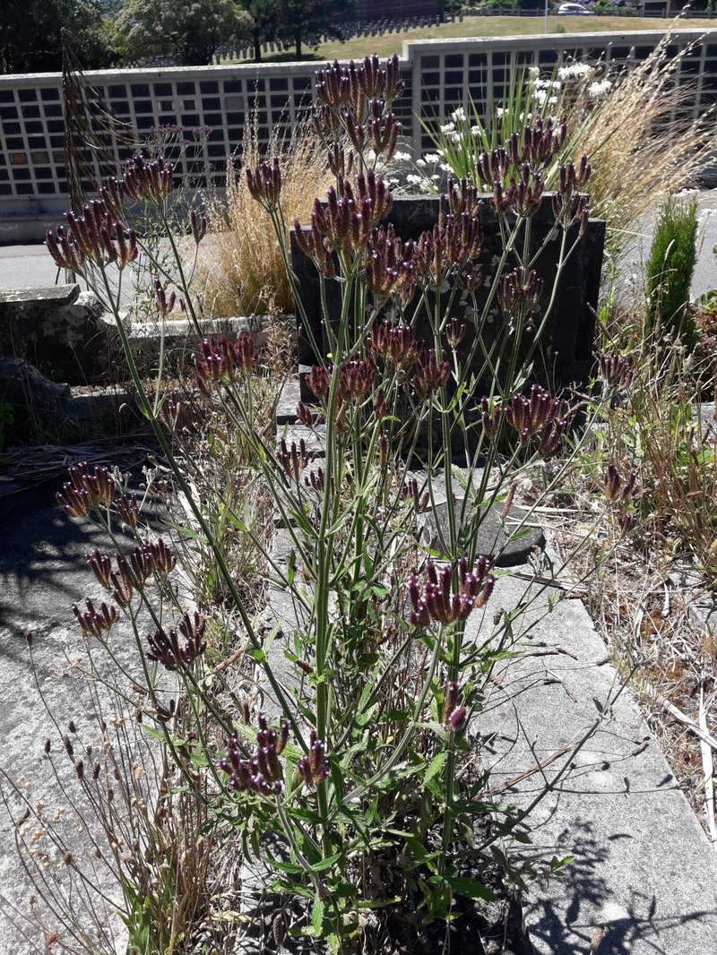 Purpletop Vervain photo 2