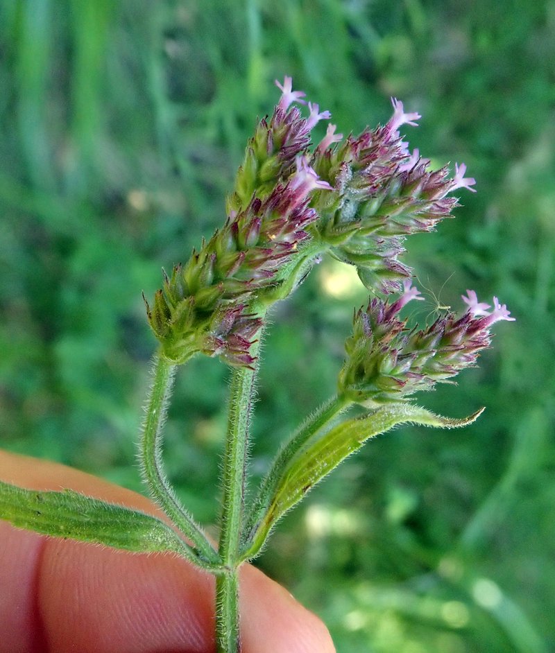 Purpletop Vervain photo 3