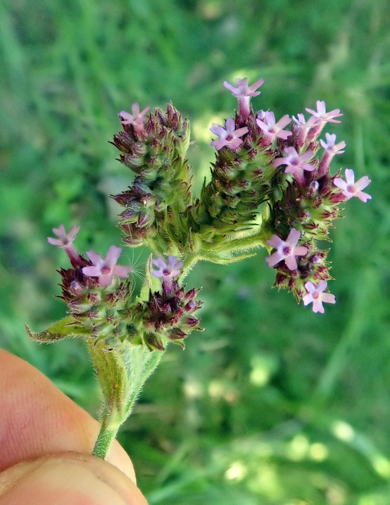 Purpletop Vervain photo 4