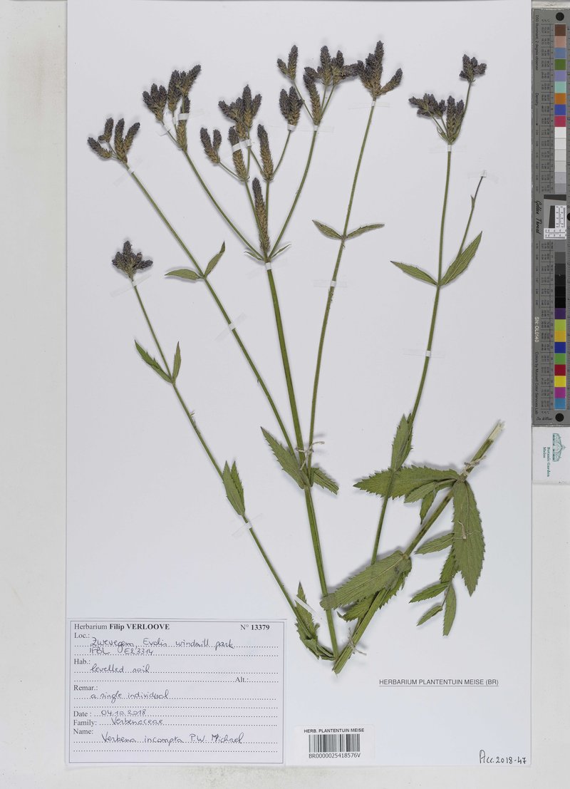 Purpletop Vervain photo 5