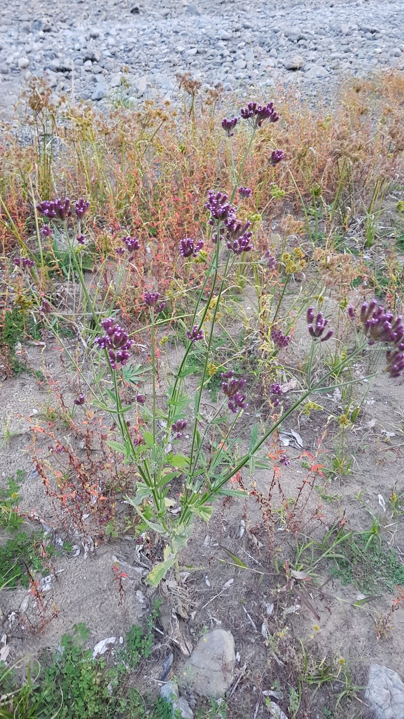 Purpletop Vervain photo 6