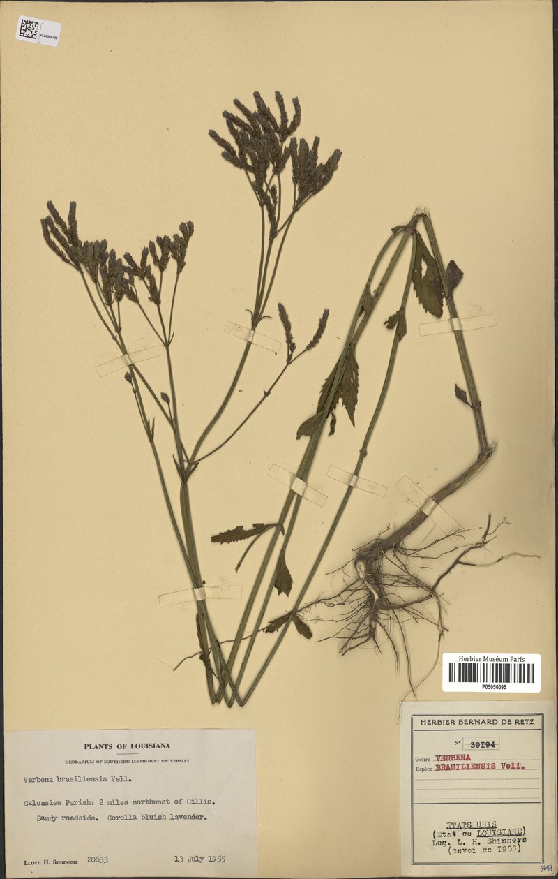 Purpletop Vervain photo 7