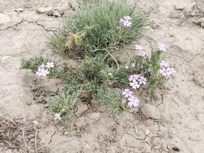 Verbena jessicae