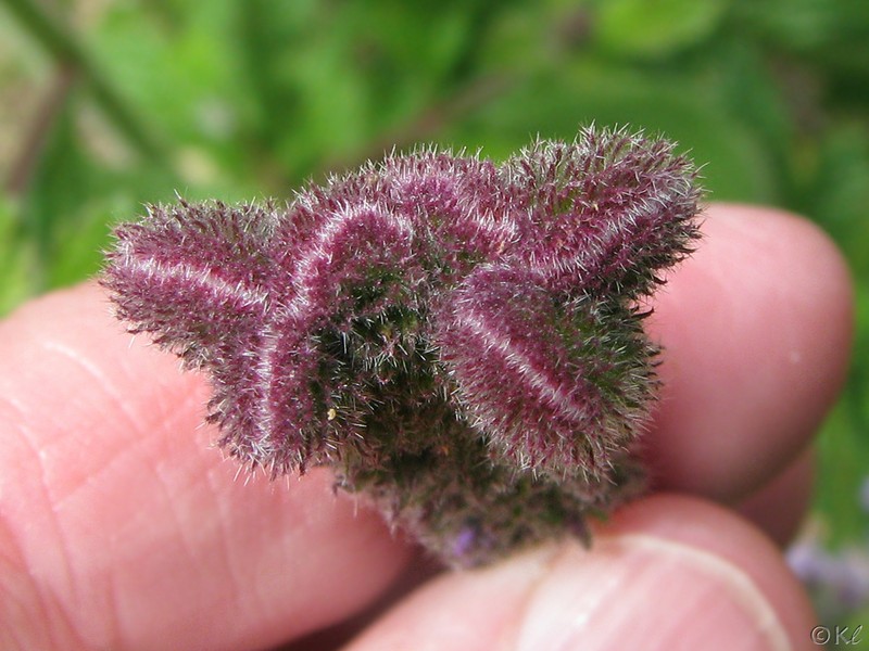 Western Vervain photo 3