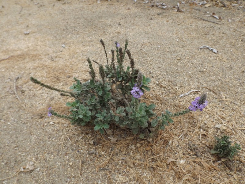 Western Vervain photo 4