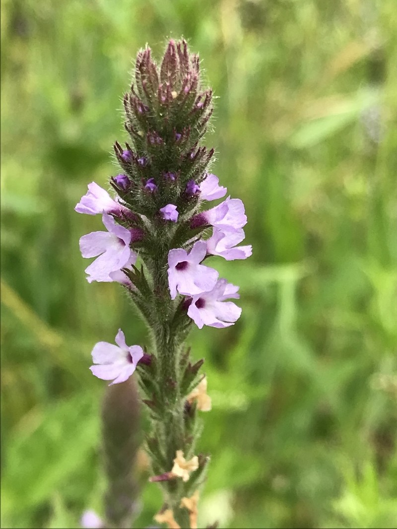 Western Vervain photo 6