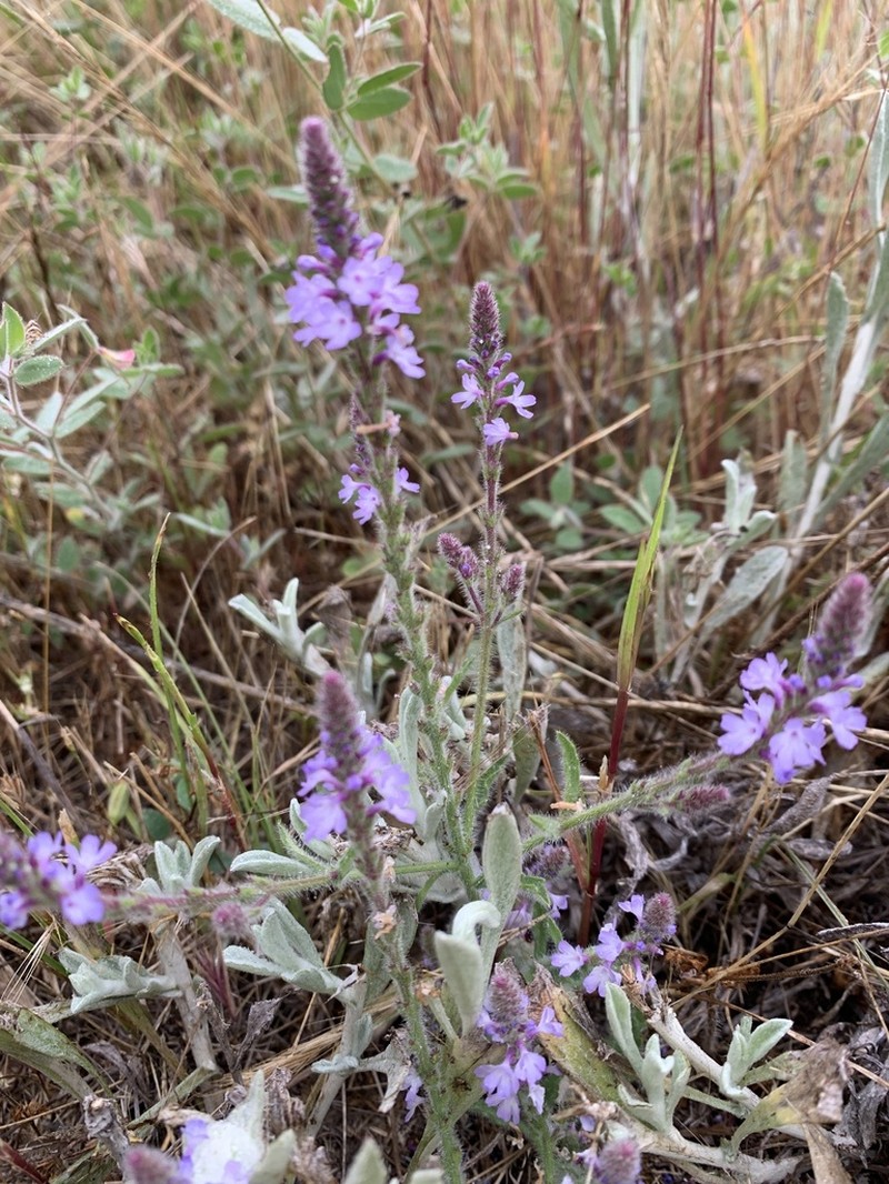 Western Vervain photo 7