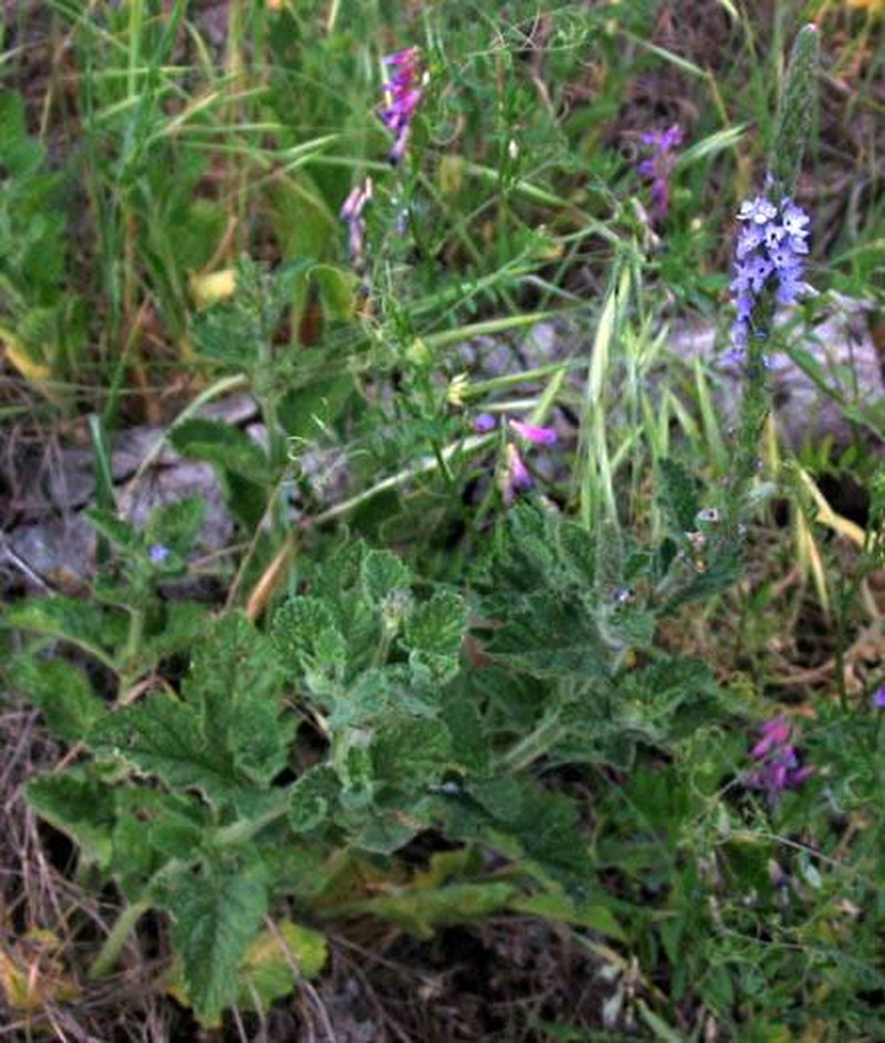 Western Vervain photo 2