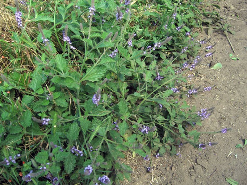 Western Vervain photo 3