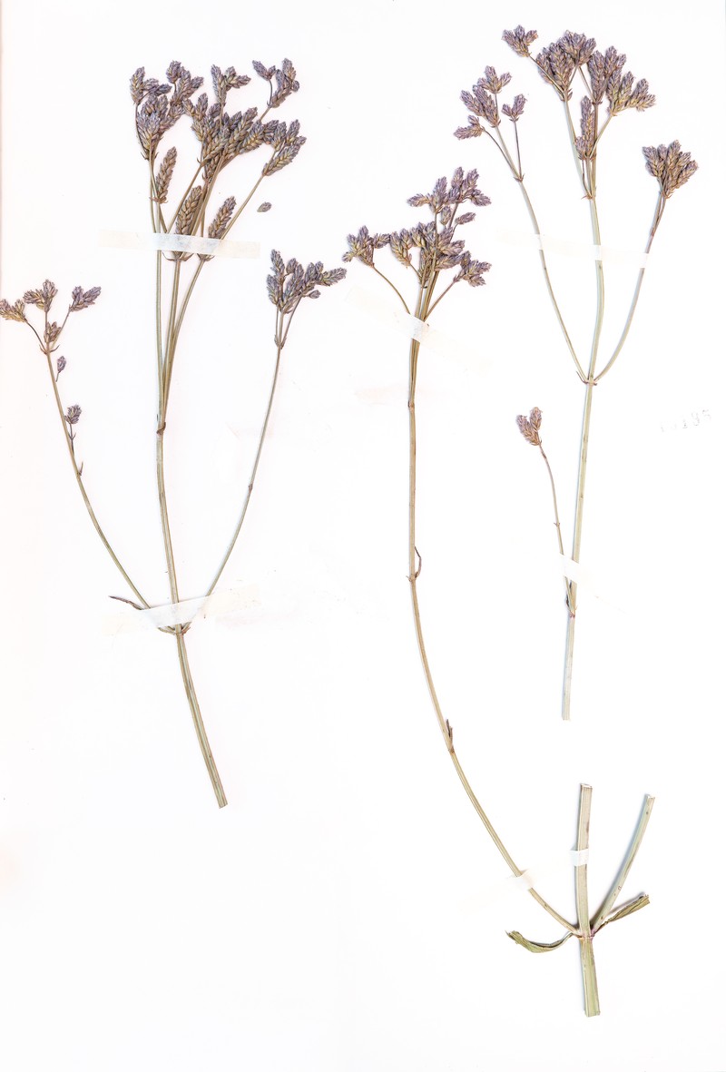 Seashore Vervain photo 4