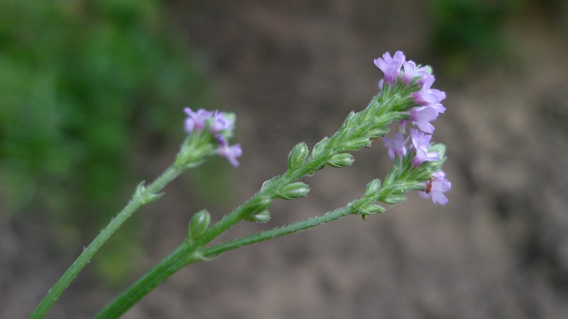Seashore Vervain photo 5