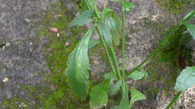 Seashore Vervain photo 6