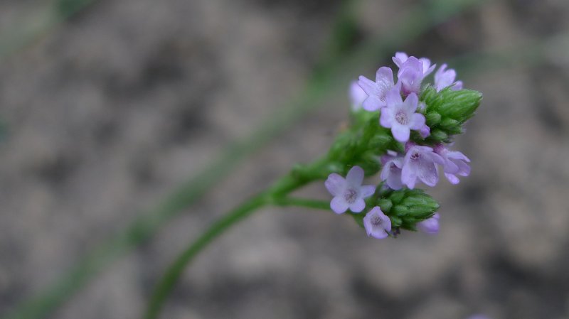 Seashore Vervain photo 7