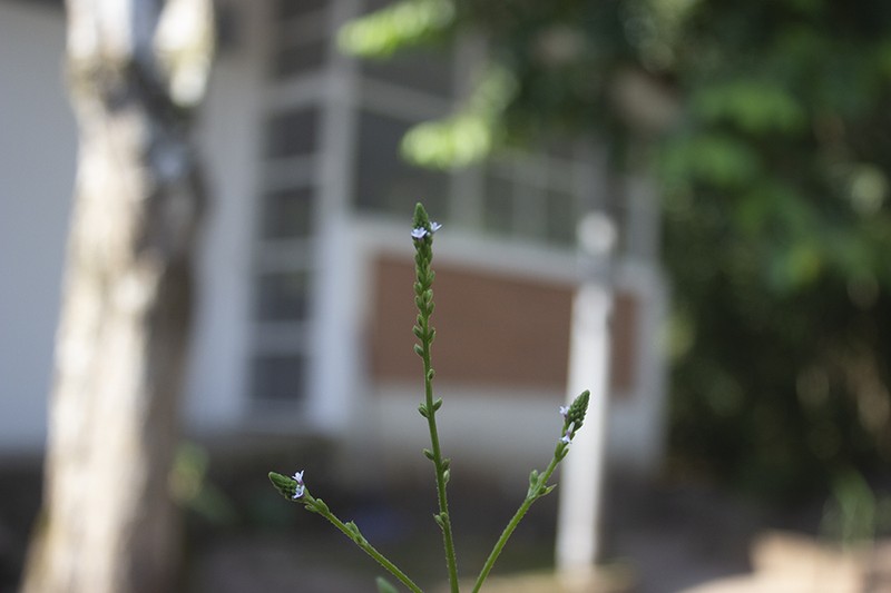 Seashore Vervain photo 2
