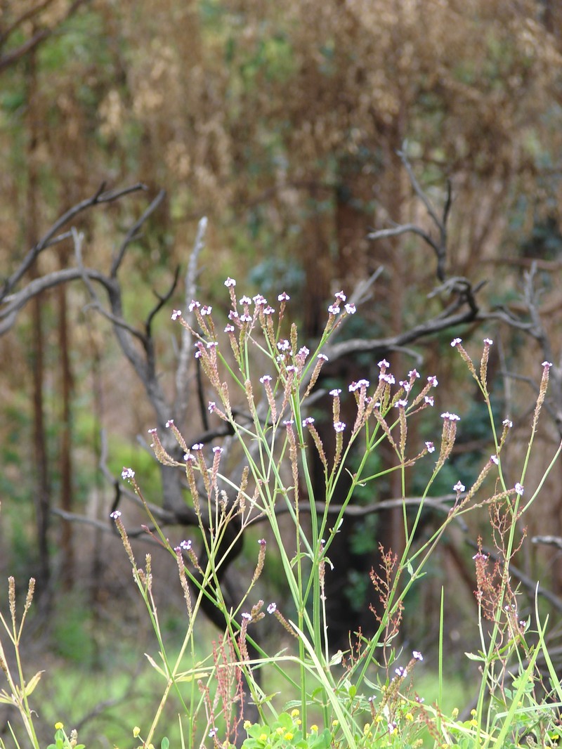 Seashore Vervain photo 3